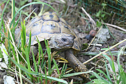 Schildkröten