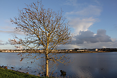 Lough Atalia, Galway